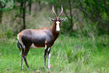 Blesbok, Damaliscus Pygargus Phillipsi, Or Blesbuck Male Full Body Portrait Highly Focused In Summer, South Africa