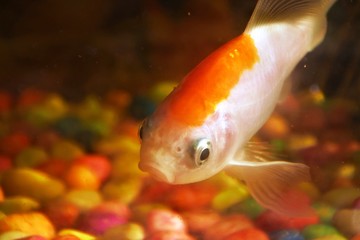 photo of small fish swimming in an aquarium. Fish in the aquarium. Goldfish, Carassius auratus, captive. fishes swimming in aquarium with plants. Goldfish, Carassius auratus, captive.