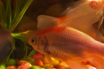 photo of small fish swimming in an aquarium. Fish in the aquarium. Goldfish, Carassius auratus, captive. fishes swimming in aquarium with plants. Goldfish, Carassius auratus, captive.