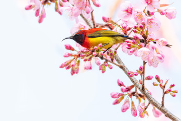 colorful mrs. gould’s sunbird on blooming wild himalayan cherry