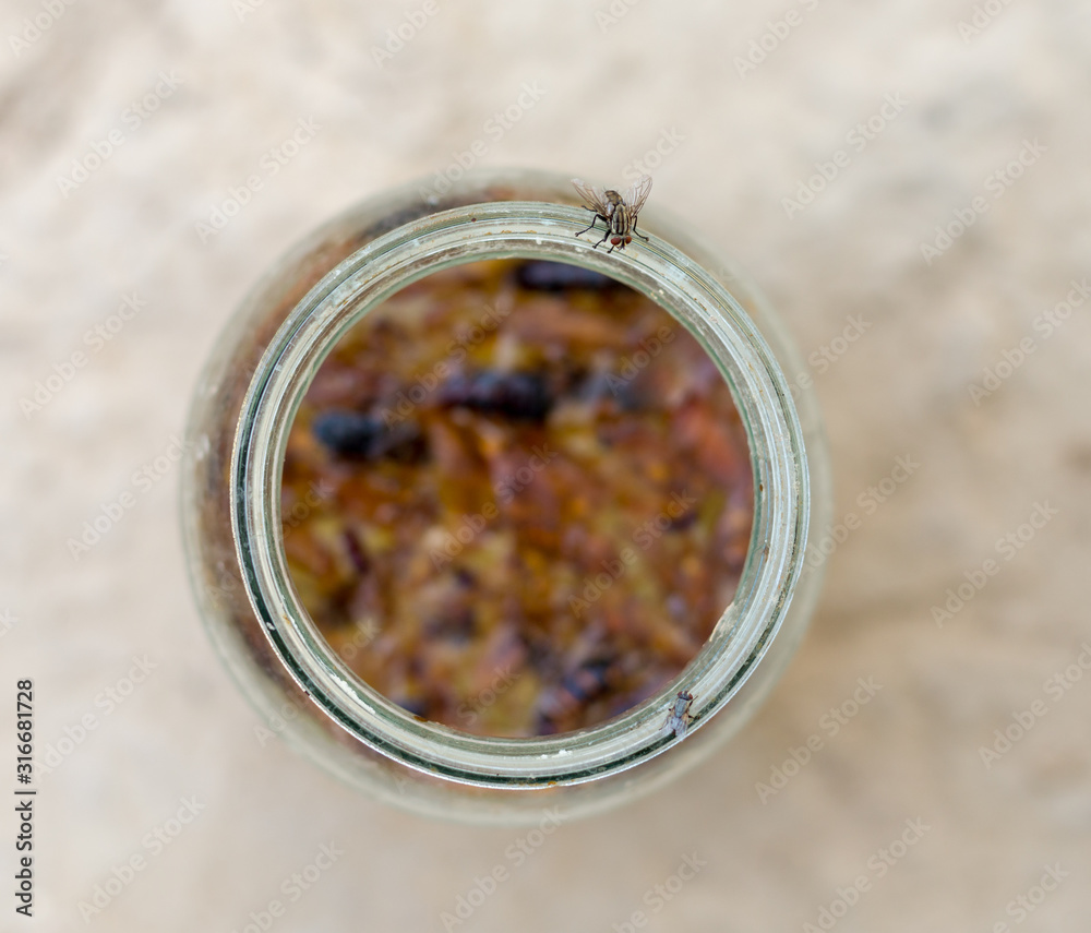 cockroaches gathered in a glass jar and became extinct, the fly is ...