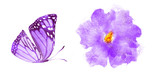 Fototapeta Motyle - Watercolor natural set on white background