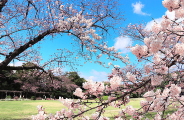 Wall Mural - Sakura in Koishikawa Korakuen garden, Okayama, Japan