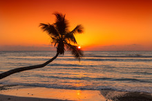 Beautiful Orange Sunset Over The Sea With Coco Palm On The Beach In Exotic Island.