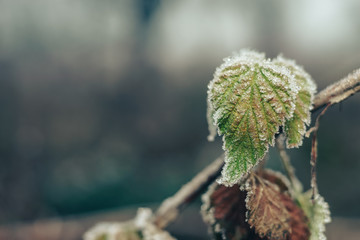 Poster - Close up beautiful frosty leaves on blurred nature background for design.