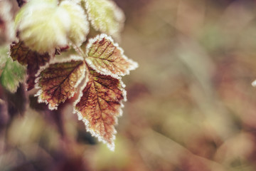 Poster - Close up beautiful frosty leaves on blurred nature background for design.