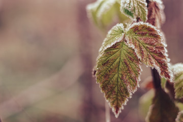 Poster - Close up beautiful frosty leaves on blurred nature background for design.