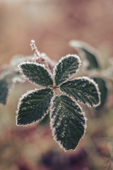 Poster - Close up beautiful frosty leaves on blurred nature background for design.