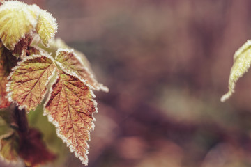 Poster - Close up beautiful frosty leaves on blurred nature background for design.