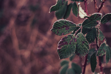 Poster - Close up beautiful frosty leaves on blurred nature background for design.