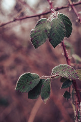 Poster - Beautiful frosty leaves on blurred nature background for design.