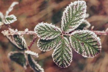 Poster - Beautiful frosty leaves on blurred nature background for design.
