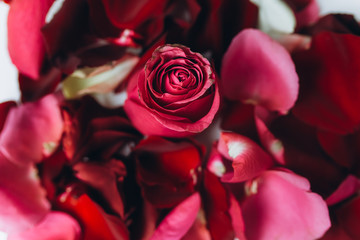 Red fresh leaves of roses lay on isolated background. St. valentine's day, romantic and love concept