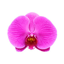 Purple Orchid Isolated Over White Background With Clipping Path