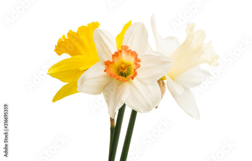 daffodil flower isolated Tableau sur Toile