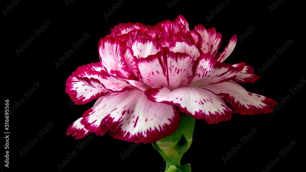 Carnation flower with white and purple petals close-up on a black background - obrazy, fototapety, plakaty 