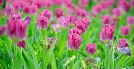 Wall Mural - Tulips flower in the garden 