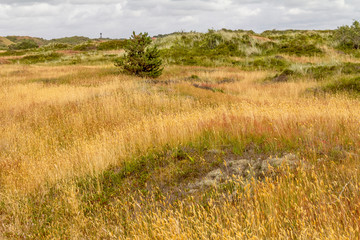 Poster - Spiekeroog in East Frisia