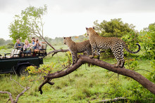 Two Leopards On Tree Watching Tourists In Jeep Back View