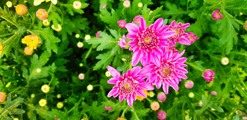 Wall Mural - Beautiful tropical pink, violet or purple flower blooming with green leaves background in floral garden and copy space. Flower name is Chrysanthemum and scientific name is Dendranthema Grandiflora