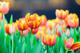 Fototapeta Tulipany - field of colorful tulips in the garden