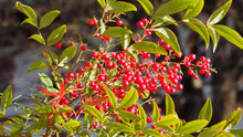 Red Berries Of Holy Bamboo Shrub Free Stock Photo - Public Domain Pictures