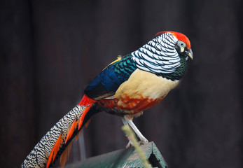 Wall Mural - Diamond pheasant (East Asian pheasant). Lady Amherst's pheasant.  The bird's head is black, the tuft is red, the back and wings are dark green. The lower part of the body, collar and tail are white wi