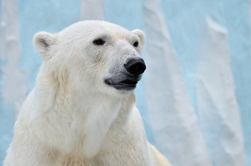 Wall Mural - polar bear
