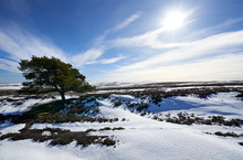 The Silhouette Of A Lone Frozen Tree In Winter On The Snow Covered Moorland Of Edmondbyers Common Below The Summit Of Bolt's Law. England, UK.