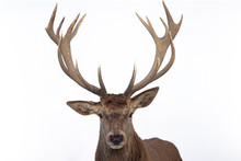 Deer Portrait, Colse-up.