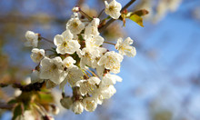 A Closeup Of White Cherry Blossom Flowers On A Tree In Springtime With A Sunny Spring Blurred Background.