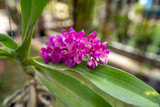 Fototapeta Lawenda - Beautiful blossom colorful giant Rhynchostylis orchid in garden.