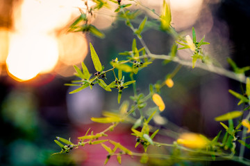 Blurred abstract background of uninterrupted evening sun, hitting grass on the roadside, beautiful bokeh light in various sizes