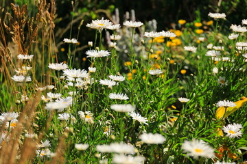 white wild flowers in the field