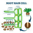 © VectorMine - Root hair cell collecting mineral nutrients and water from soil, biological labeled plant system diagram
