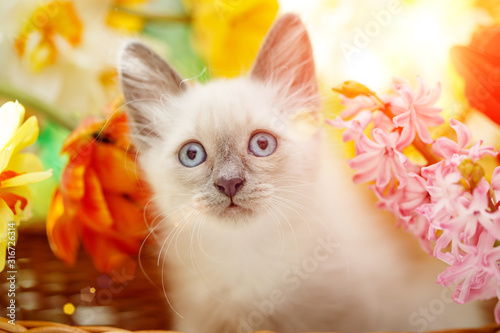 Dekoracja na wymiar  kot-tajski-w-wiosennych-kwiatach