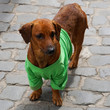 brown dachshund / sausage dog with green shirt 