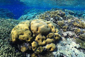 Wall Mural - Coral reef in the Red Sea