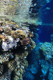 Fototapeta Do akwarium - Coral reef in the Red Sea