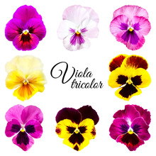 Set Of Flowers Pansies. Flowers On A White Background.