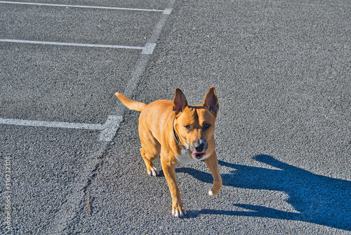 Tul, my mixed breed dog Poster Mural XXL