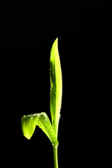 Canvas Print - Macro of green plant with water