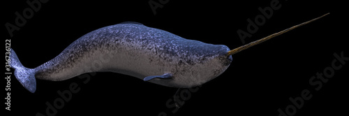 Narwhal, male Monodon monoceros isolated on black background Poster Mural XXL