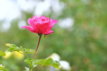 Beautiful closeup bright pink rose flower picture in the garden. Natural beauty spirit, summer sunshines and gardening concept. Floristic composition.