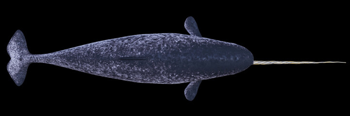 Wall Mural - Narwhal, male Monodon monoceros, top view isolated on black background