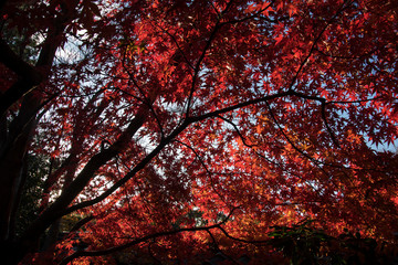 Wall Mural - Maple leaves on tree with sunlight in autumn season