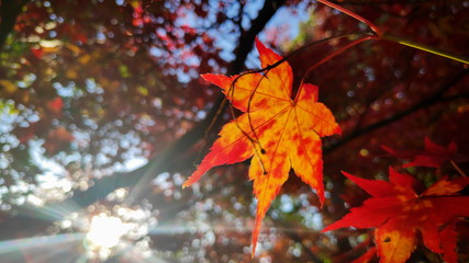 Wall Mural - Red maple leaves in colorful autumn season