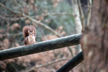 Red Squirrel About To Get Up On A Tree. Wild Red Squirrels Are Scientifically Known As Sciurus Vulgaris, A Rodent Typical From Spain In Murcia, Spain, 2020