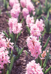 Wall Mural - Hyacinths flowers grow in the spring garden.