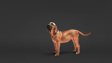 Mastiff Puppy. Brazilian Mastiff Also Known As Fila Brasileiro
